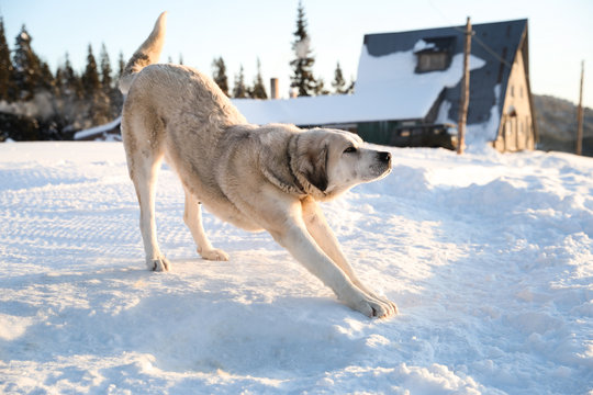 Cute dog outdoors on snowy winter day. Funny pet