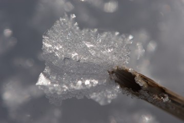 wonders of nature, close up ice flower from sparkling large crystals of ice formed on dry stalk of grass on white background