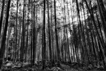 JP Ohara pine woods rays BW