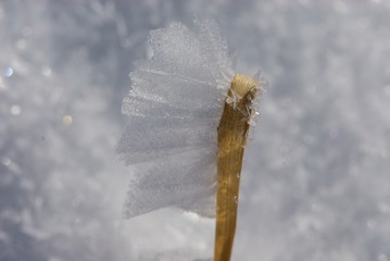 Closeup wonders of nature, ice flower from sparkling large crystals of ice formed on dry stalk of grass on white background