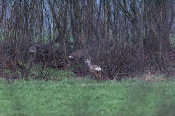 Obraz na płótnie Canvas Roe deer in meadow near bushes.