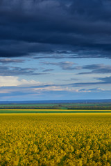Fototapeta premium beautiful sunset over yellow flowers rapeseed field, bright springtime landscape, dark sky, clouds and sunlight