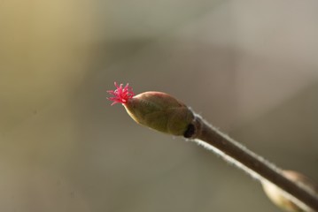 Shaggy closeup stalk stick with swollen bud and red hairy inflorescence on grey background with negative space for your advertisement