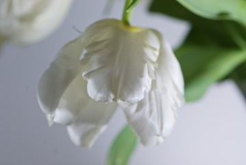Close up white beautiful fabulous tulip with green leaves and with transparent petals on grey background is suitable for cheap postcards by March 8 for undemanding customers