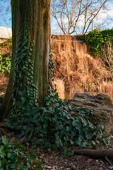 Japanese garden in Margaret Island