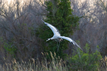 Preciosa Grulla aterrizando