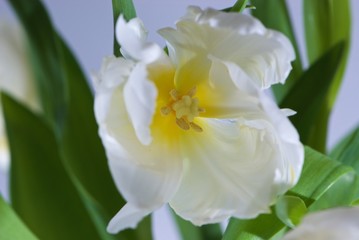 Close up white tulip with a yellow pestle with green leaves on white background is suitable for cheap postcards by March 8 for undemanding customers