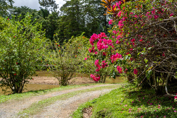 Bush with beautiful red flowers on a country road on the tropical island of Borneo, Malaysia.