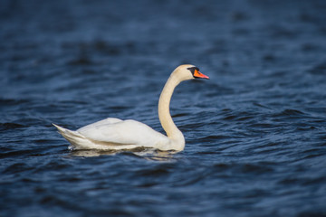 Mute swan on river Volga in spring