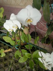 Ornamental orchids in the home page. suitable for home decoration
