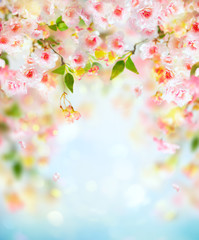  Beautiful pink and white cherry flowers on  blurred light background. Spring floral background...