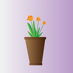 Beautiful orange flower with green long stems in a pot