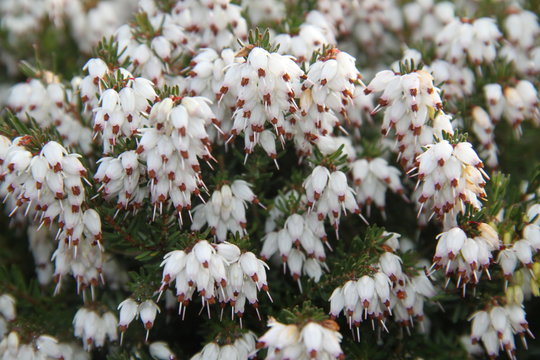 Tree heath white erica arborea spring flower plant