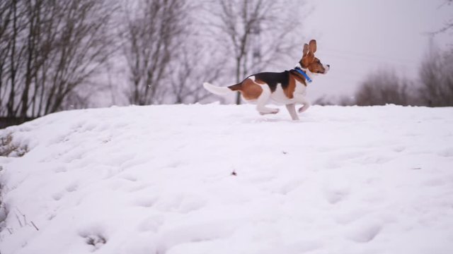 Agile beagle doggy run and leap over snowy ditch at park, slow motion shot. Cute funny dog with long flying ears play fetch game, pursue thrown wooden stick. Happy animal at walk in winter park