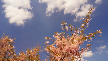 Natura © Krzysztof Gebarowski