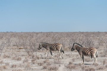 Plakat Two Burchell's Plains zebra -Equus quagga burchelli- walking on the plains of Etosha National Park, Namibia.