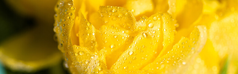 close up view of fresh yellow tulip with water dropsisolated