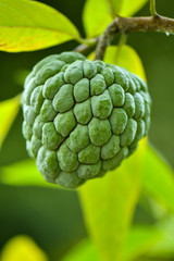 Single Custard Apple fruit on tree