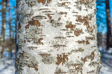 Trunk of an old birch close-up on a background of a winter forest