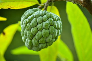 Single Custard Apple fruit on tree