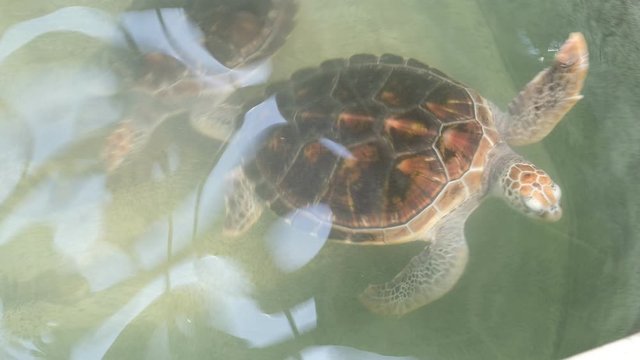 Sea turtle in the water, animal
