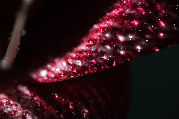 close up view of red lily flower petal with water drops isolated on black