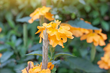 Closeup Crossandra infundibuliformis or Firecracker Flower bloom with sunlight in the garden on blur nature background.
