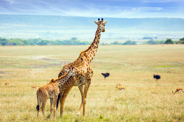 Pair of giraffes