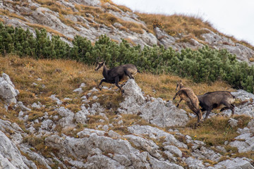 Chamoises running over mountain pasture