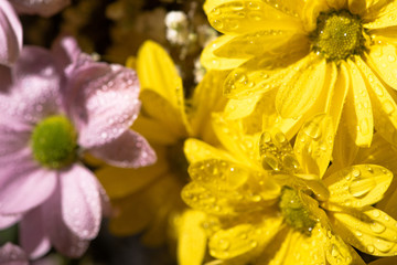 close up view of yellow and violet daisies with water drops