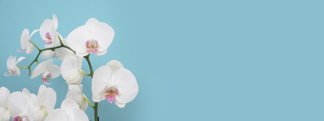 Beautiful white phalaenopsis orchid flowers. Tropical flower, orchid branch close-up. White orchid background. Holiday, Women's Day, flower card, beauty