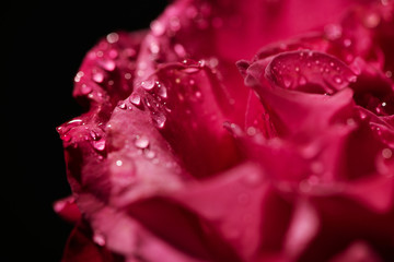 close up view of red rose with water drops on petals isolated on black