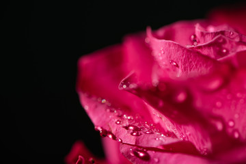 close up view of red rose with water drops on petals isolated on black