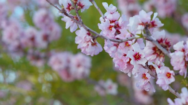 Blossoming Cherry Spring Sakura tree in bloom, pink Flowers buds Sonchus Canariensis Boulos against the background Blue Sky Beautiful blooming garden Plants and Flora  close-up shot URSA 4.6K