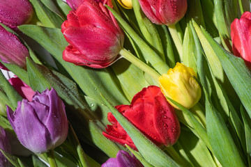 Fototapeta premium bouquet of colorful spring tulips with water drops