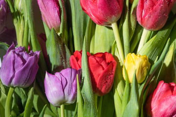 bouquet of colorful spring tulips with water drops