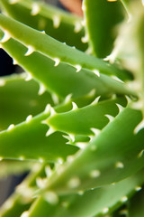 Détail de feuilles piquantes d'une aloé vera