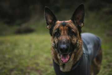 a very cute german shepherd is looking straight into the camera. the german shepherd has pricked ears and a black and tan coat. the german shepherd is very focused and beautiful. He is very trained.