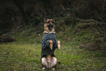 a german shepherd is a in the beg position. beg is one of the tricks the dog knows, and he is very...