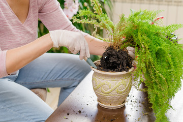transplant a houseplant. cultivate the fern in another pot. gardener transplants a plant in gloves