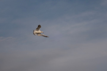 Seagulls and pigeons on the seashore on the beach on a sunny spring day.