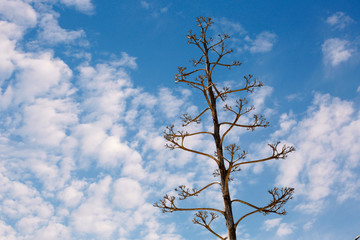 Fiore dell'agave con sfondo cielo