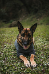 a very cute german shepherd is looking straight into the camera. the german shepherd has pricked ears and a black and tan coat. the german shepherd is very focused and beautiful. He is very trained.