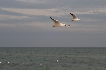 Seagulls and pigeons on the seashore on the beach on a sunny spring day.