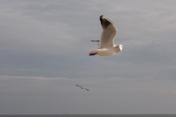 Seagulls and pigeons on the seashore on the beach on a sunny spring day.
