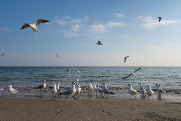 Seagulls and pigeons on the seashore on the beach on a sunny spring day.