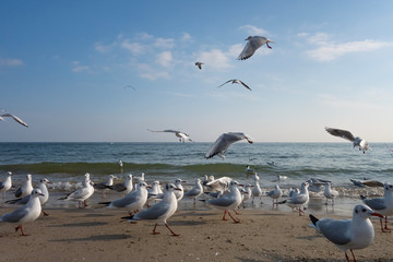 Naklejka premium Seagulls and pigeons on the seashore on the beach on a sunny spring day.
