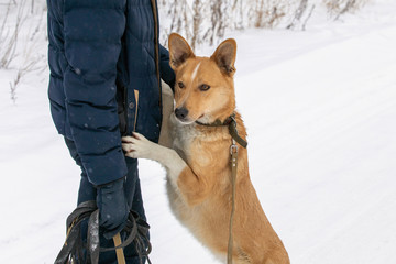 Man volunteer in nursery for stray dogs. Shelter.