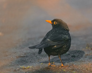 Amsel auf dem Weg