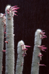 Sydney Australia, tall silver torch cactus stems with flowers